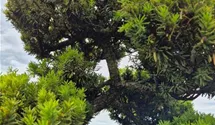 Taxus cuspidata 'Intermedia'