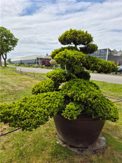 thuja occidentalis jantar Jantar' Arborvitae Cedar – Jardineries Botanix main image 0