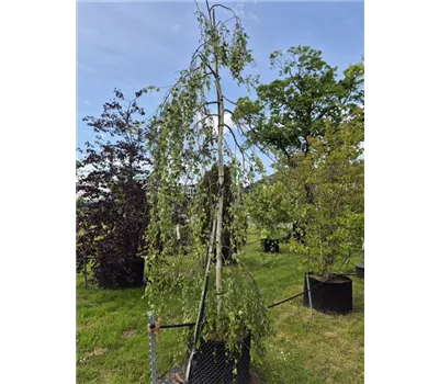 Betula pendula 'Youngii' Betula pendula 'Youngii'