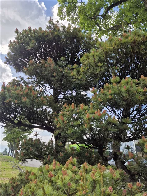 Pinus parviflora 'Glauca'