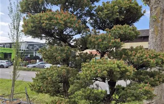 Pinus parviflora 'Glauca'  Pinus parviflora 'Glauca'