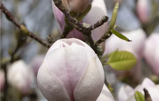 Magnolia soulangiana 