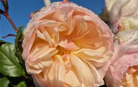 Stephanie Baronin zu Guttenberg ® Stephanie Baronin zu Guttenberg ®