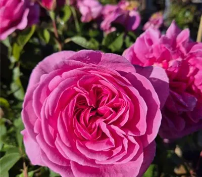 Gertrude Jekyll ® Gertrude Jekyll ®