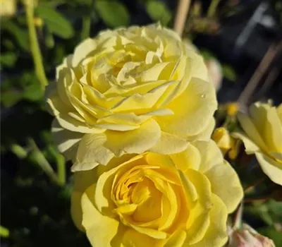 Golden Border ®