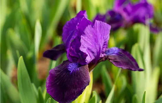 Iris pumila 'Little Shadow'