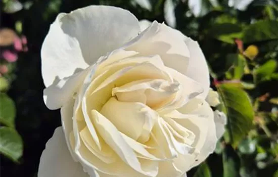 White Meilove ®