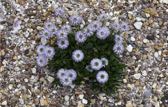 Globularia cordifolia
