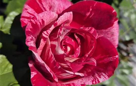 Henri Matisse ® Henri Matisse ®