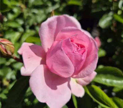Blush Winterjewel ® Blush Winterjewel ®