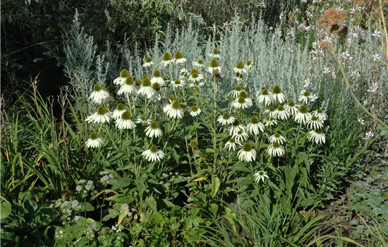 Echinacea purpurea 'Alba'