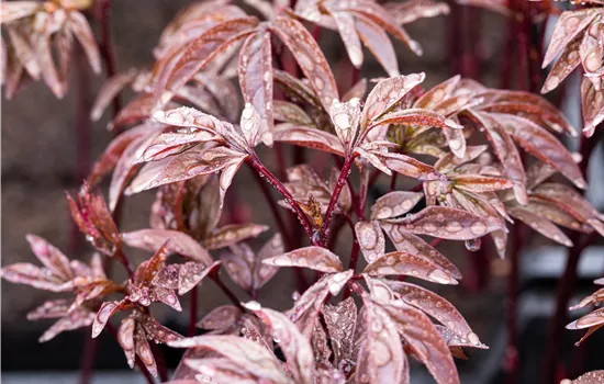 Paeonia lactiflora 'Karl Rosenfield' 