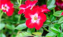 Rosier 'Everglow Ruby'