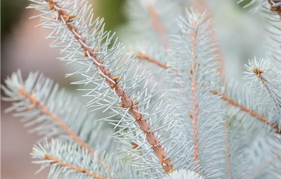 Picea pungens 'Super Blue'