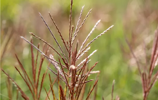 Miscanthus sinensis 'Ferner Osten' Miscanthus sinensis 'Ferner Osten'