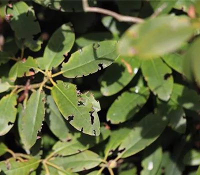 Meginem® Pro Nematoden  Meginem® Pro Nematoden