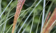 Roseau de Chine 'Kleine Silberspinne'