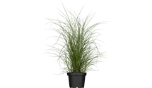 Roseau de Chine 'Kleine Silberspinne'