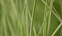 Roseau de Chine 'Kleine Silberspinne'
