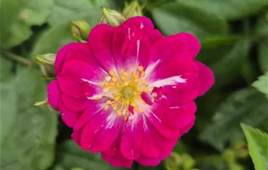 Perennial Blue ® Perennial Blue ®