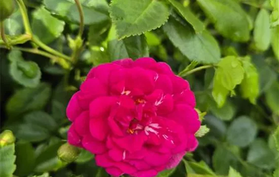 Super Excelsa ® Super Excelsa ®