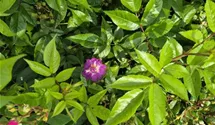 Rosiers grimpants 'Veilchenblau'