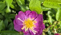 Rosiers grimpants 'Veilchenblau'