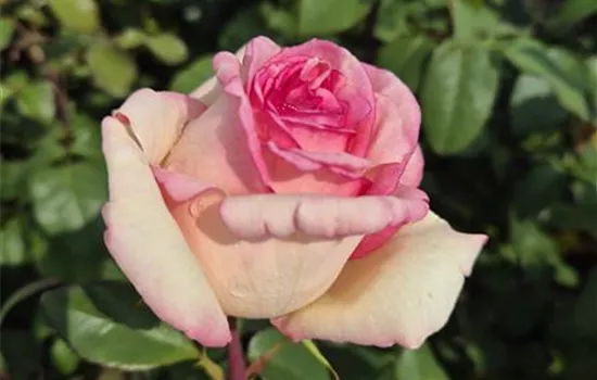 Souvenir de Baden-Baden ® Souvenir de Baden-Baden ®