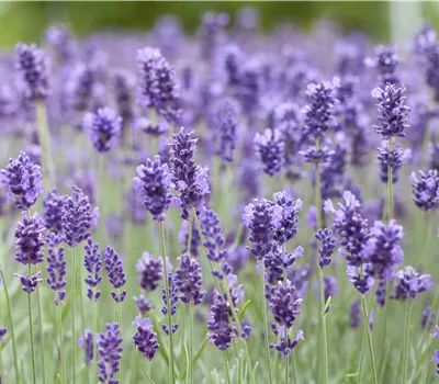  Lavandula angustifolia 'Hidcote Blue'