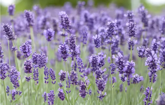 Lavandula angustifo. 'Hidcote Blue' Lavandula angustifo. 'Hidcote Blue'