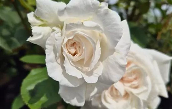 Annapurna ® Annapurna ®