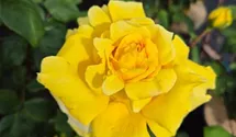 Edelrose 'Gina Lollobrigida'