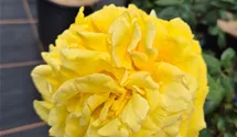 Edelrose 'Gina Lollobrigida'