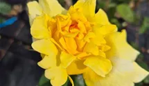 Edelrose 'Gina Lollobrigida'