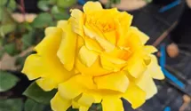 Edelrose 'Gina Lollobrigida'