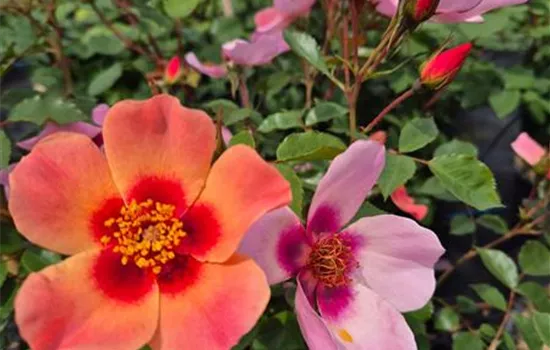 For Your Eyes Only ®