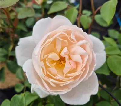Desdemona ® Desdemona ®