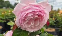 Englische Rose 'Olivia Rose Austin'