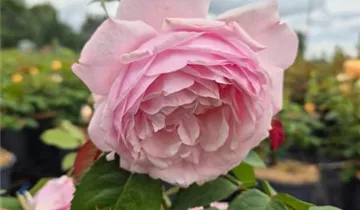 Englische Rose 'Olivia Rose Austin'