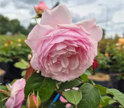 Olivia Rose Austin ® Olivia Rose Austin ®