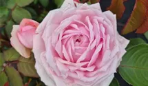 Englische Rose 'Olivia Rose Austin'