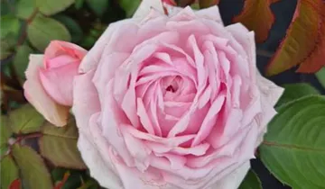 Englische Rose 'Olivia Rose Austin'