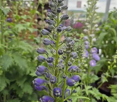 Delphinium MF 'Dark Blue White Bee' Delphinium MF 'Dark Blue White Bee'