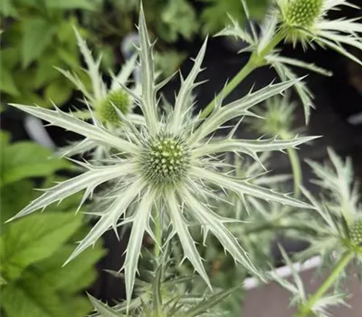 Eryngium zabelii 'Jos Eijking' Eryngium zabelii 'Jos Eijking'