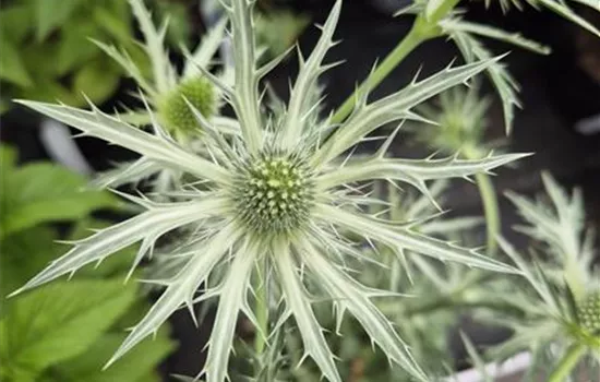 Eryngium zabelii 'Jos Eijking'