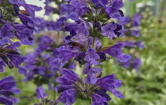 Nepeta nervosa 'Neptune'
