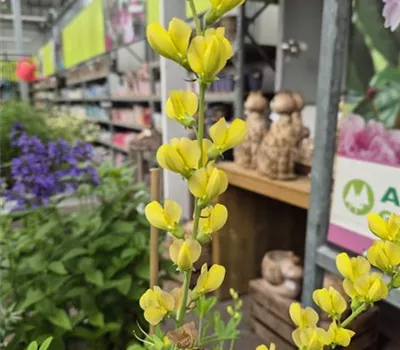 Baptisia 'Solar Flare' Baptisia 'Solar Flare'