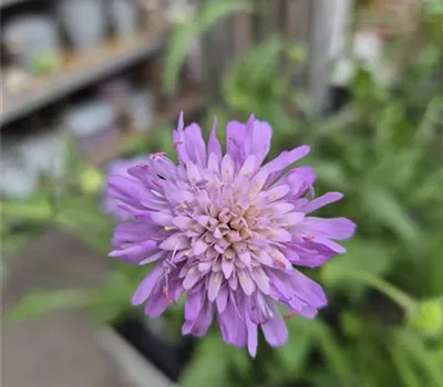 Knautia arvensis