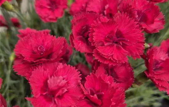 Dianthus plumarius 'Munot'