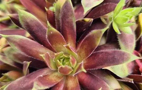 Sempervivum Chick Charms 'Pineapple Paradise' Sempervivum Chick Charms 'Pineapple Paradise'